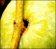 Zeytin güvesi meyve dölü zararı.